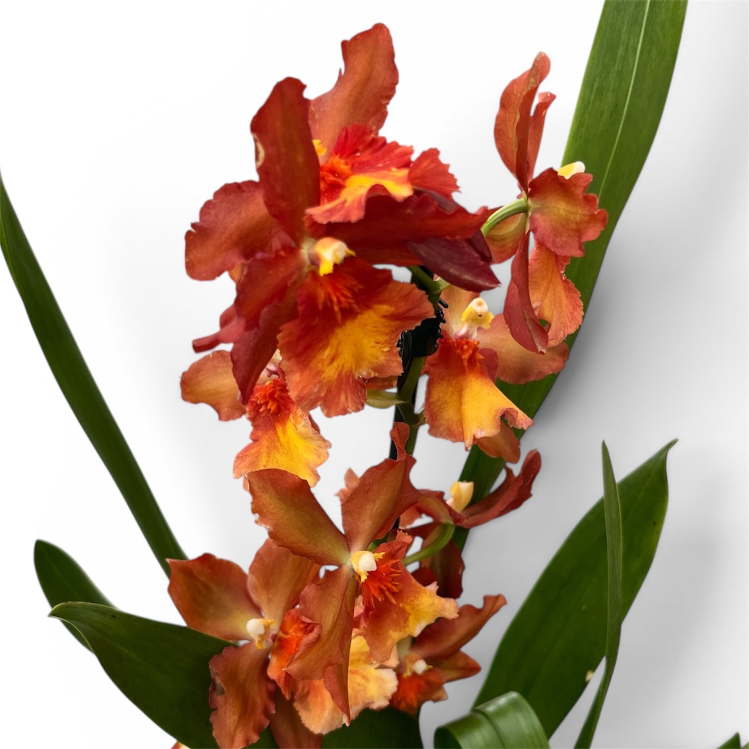 Oncidium Catatante 'Pacific Sunspot'