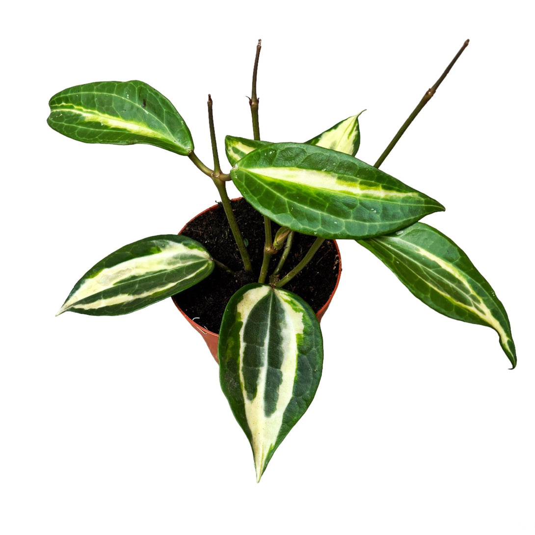 Hoya macrophylla 'Pot of Gold' (Variegata) D9