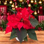 Euphorbia pulcherrima ‘Estrella Fantasía’