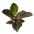 Ficus Elastica 'Pink Camouflage'