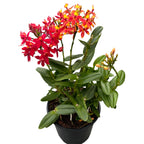 Epidendrum radicans - unikátny exemplár (2 farby)