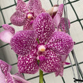 Vanda NITAYA Tropical Punch (Ansu)