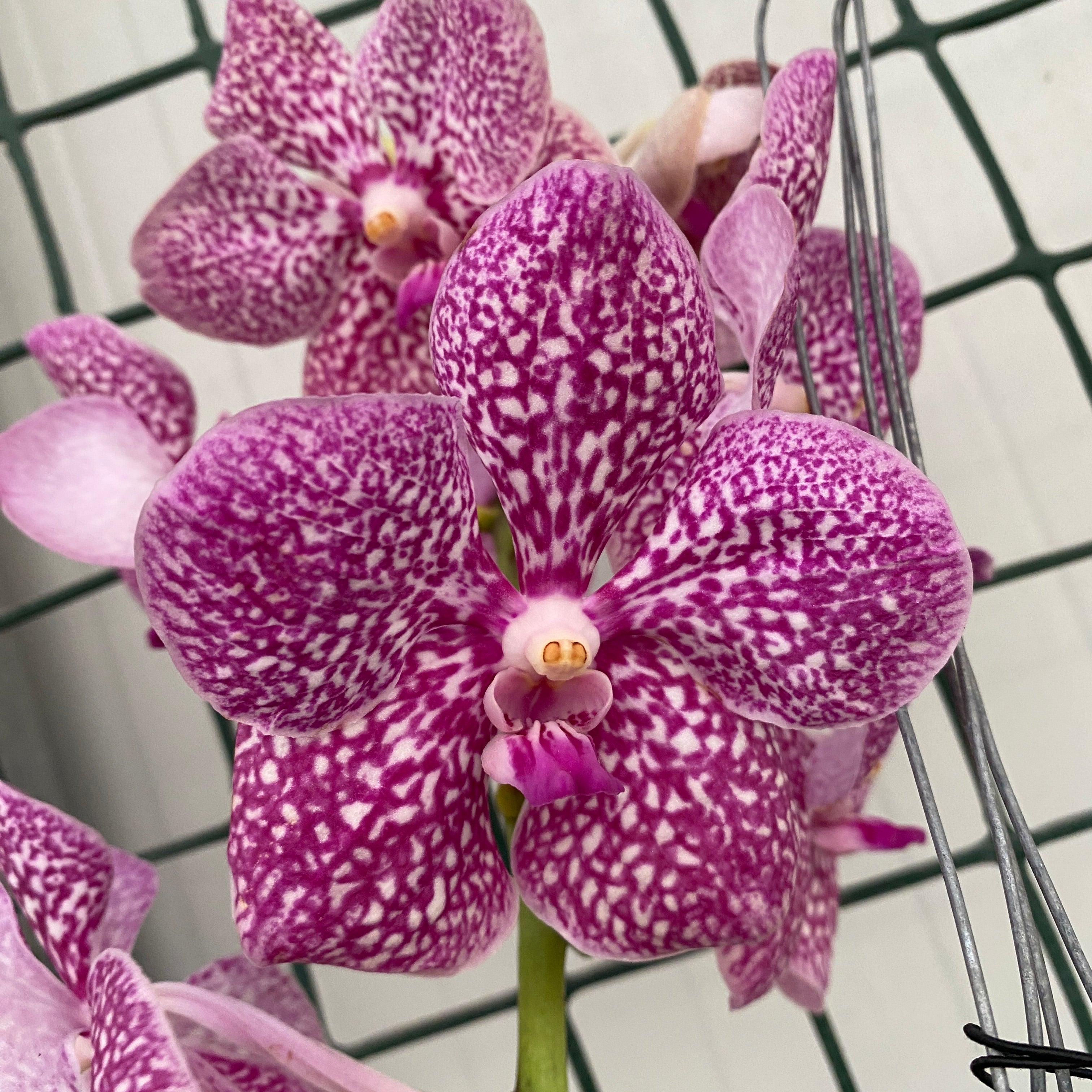 Vanda NITAYA Tropical Punch (Ansu)