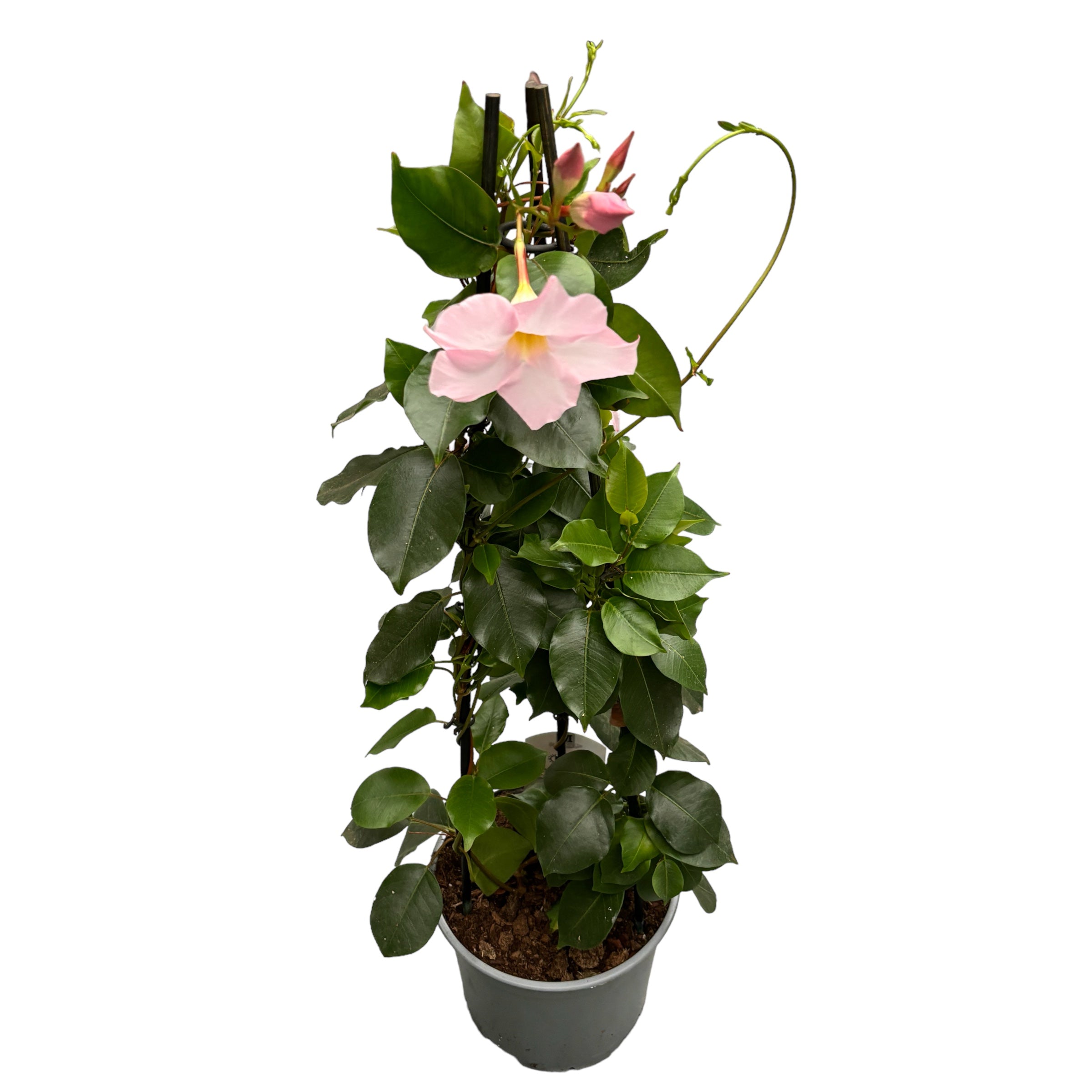Mandevilla Cream Pink - Dipladenia (flori parfumate)