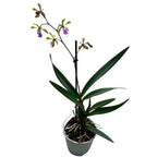 Epicyclia Serena O'neill (Olanda) fiori profumati