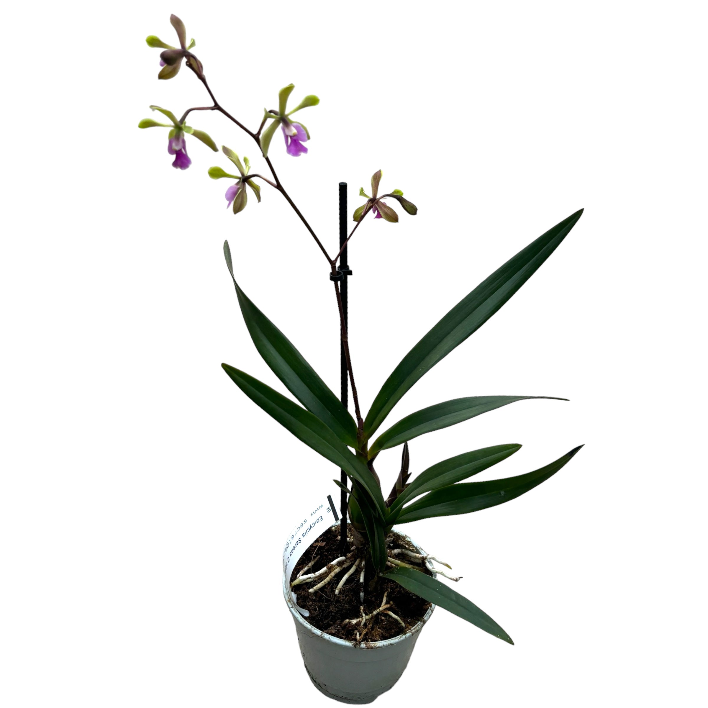 Epicyclia Serena O'neill (Niederlande) duftende Blumen