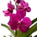 Vanda TAYANEE Cerise (Ansu)