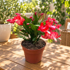 Schlumbergera « Orange Flame » (cactus de Noël) - spécimens XL