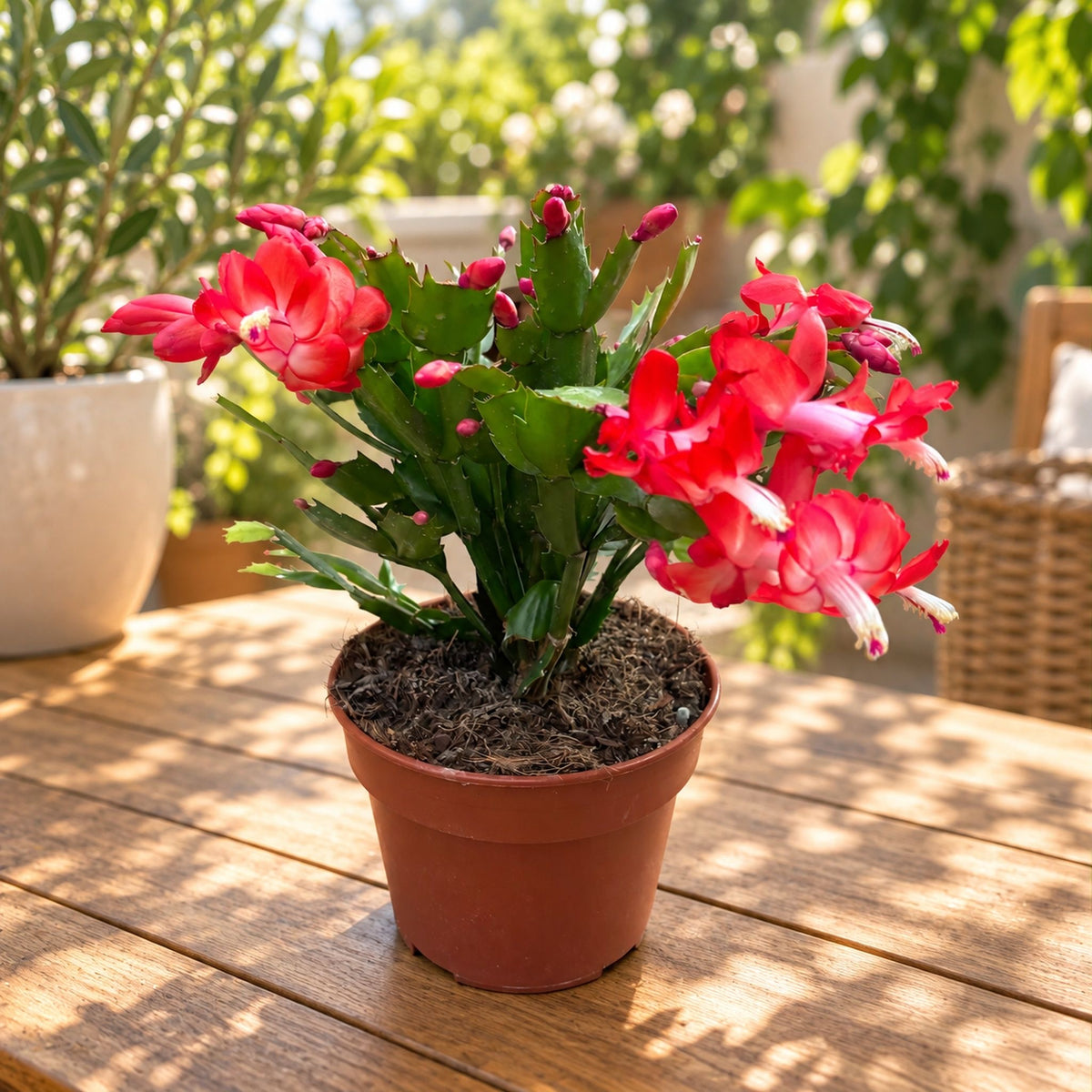 Schlumbergera « Orange Flame » (cactus de Noël) - spécimens XL
