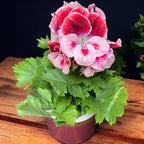 Pelargonium grandiflorum 'Tony' (αγγλικά γεράνια)