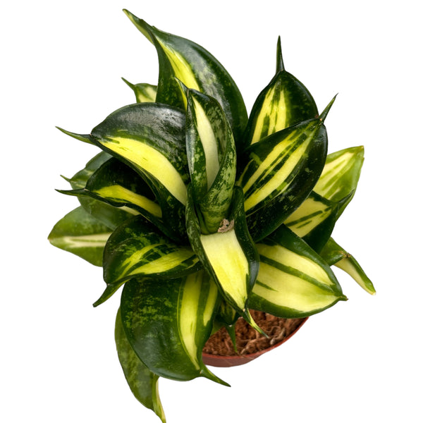 Sansevieria Hahnii 'Spiral Star' D9