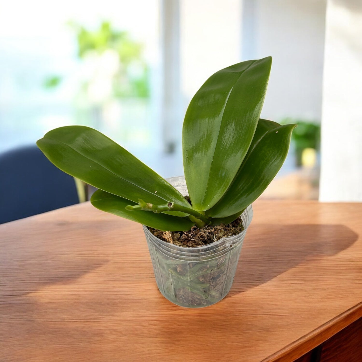 Phalaenopsis violacea var. indigo *flori parfumate