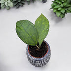 Hoya finlaysonii (Sabah)