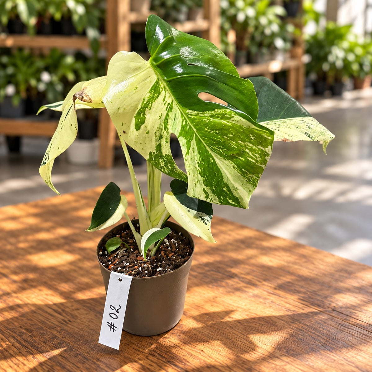 Monstera deliciosa „Mint“ Half Moon - jedinečný kus #02