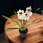 Miltoniopsis Herr Alexander - dišeča