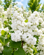Syringa vulgaris ‘Mme Lemoine’ – liliac alb parfumat, cu flori duble