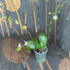 Phalaenopsis Mini Mark (Niederlande) pelorisch