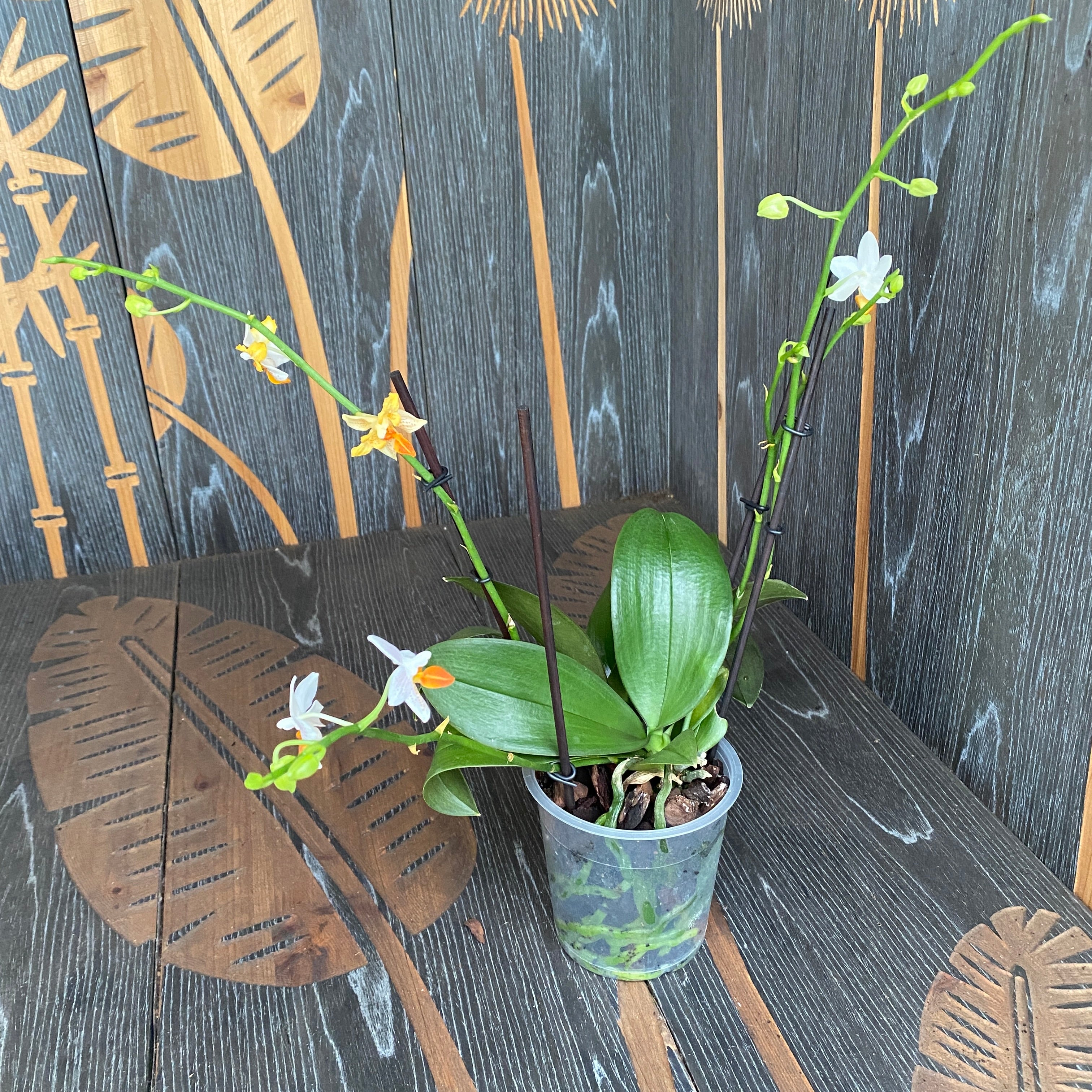 Phalaenopsis Mini Mark (Pays-Bas) pelorique