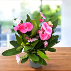 Euphorbia (Milii Grp) 'Charlotte' - flori mari roz