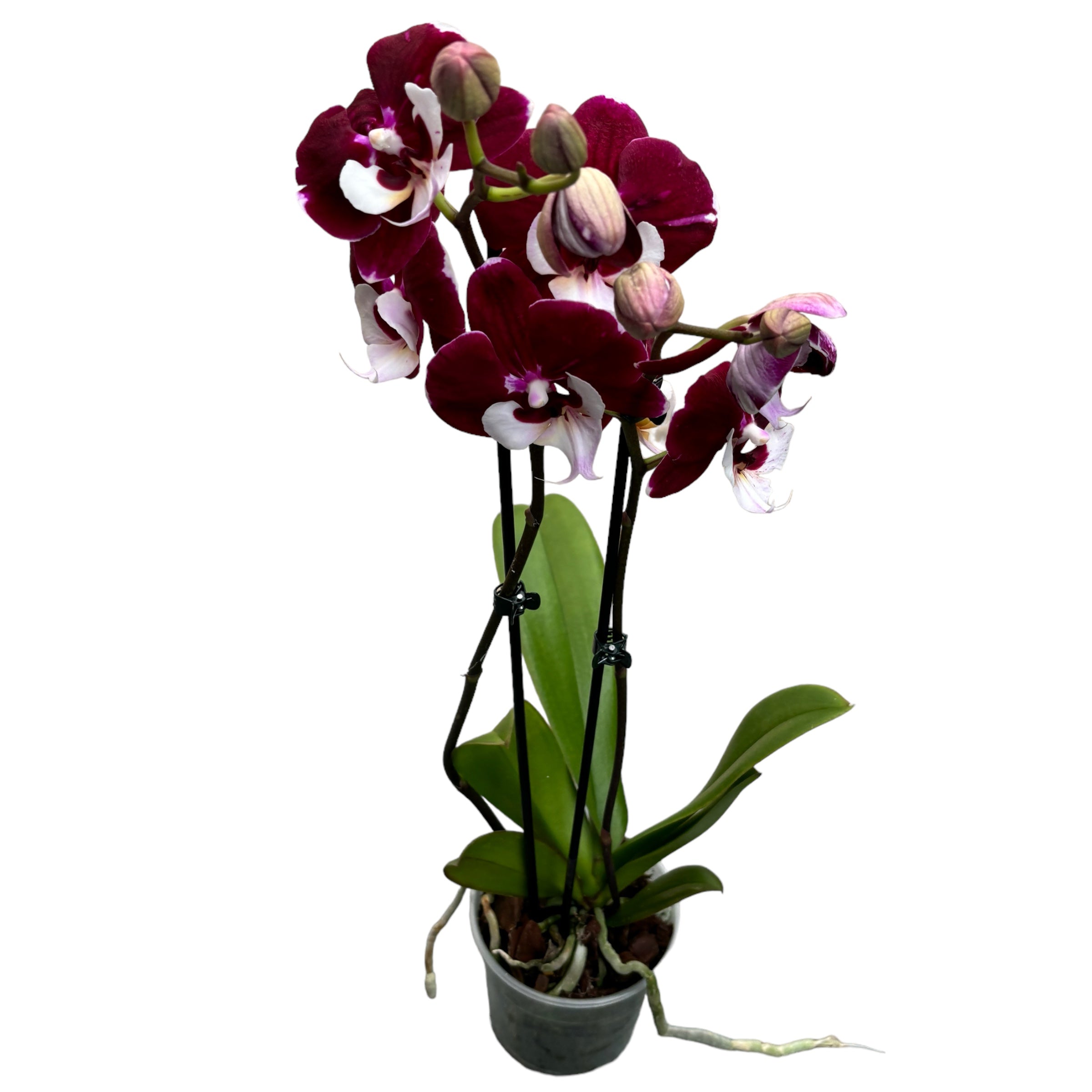 Phalaenopsis White Lip