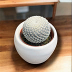 Mammillaria candida (kaktus Snežna kepa)