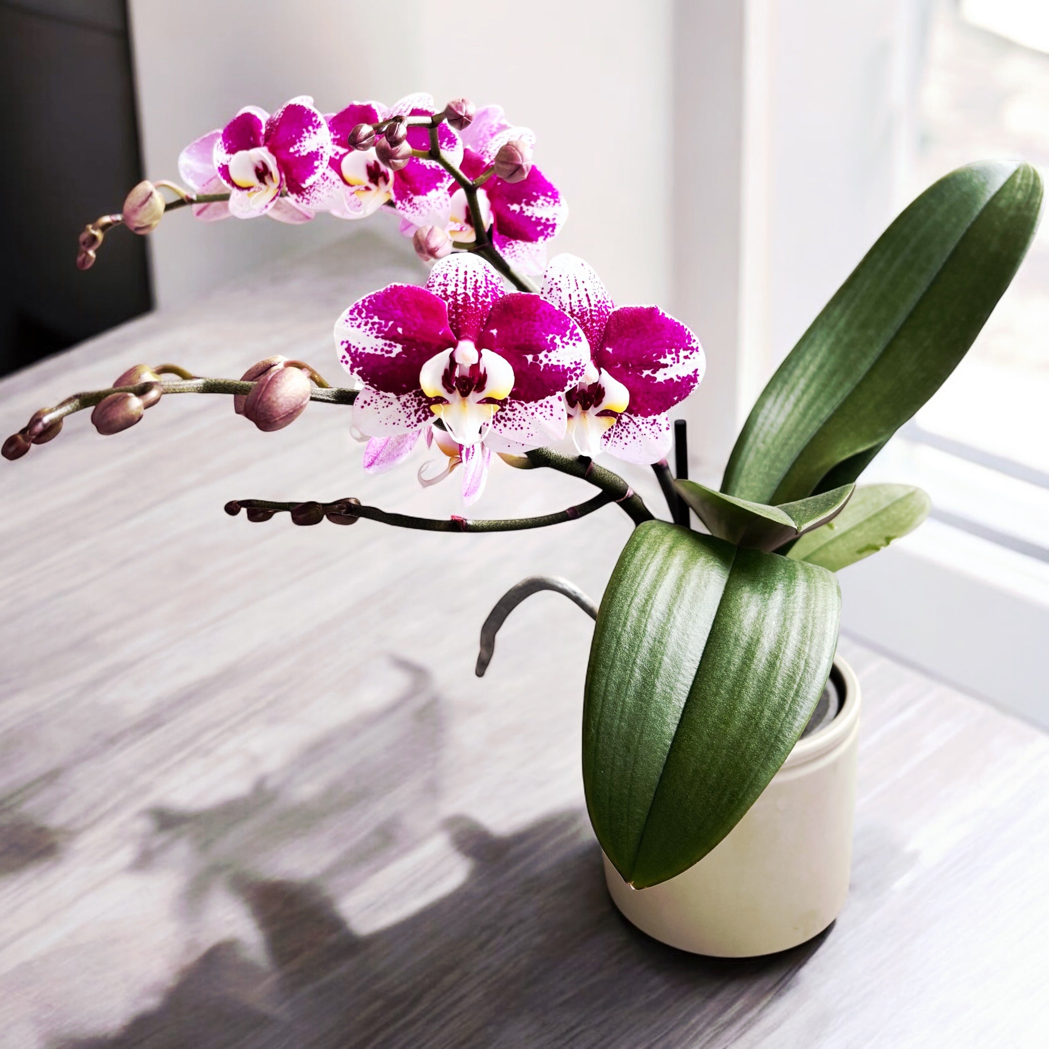 Phalaenopsis Anthura Barcelona (Free Spirit) - eleganta naturala, exemplare ramificate