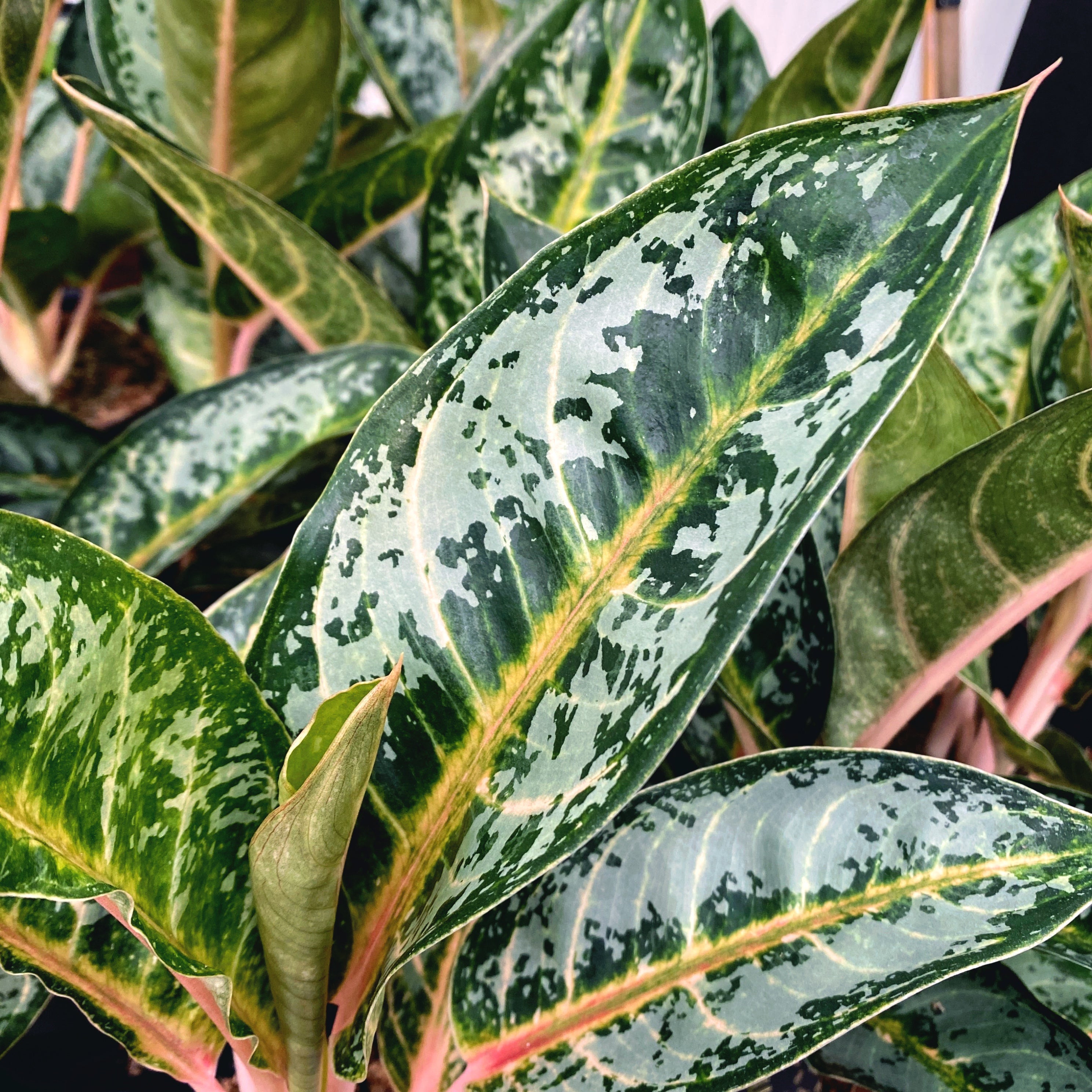 Aglaonema 'Orange Flame' 3pp - exemplare XL