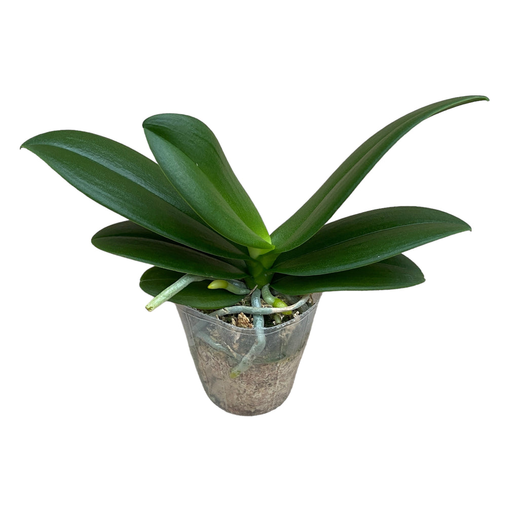 Phalaenopsis Occhio Viola