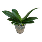 Phalaenopsis Violet Eye