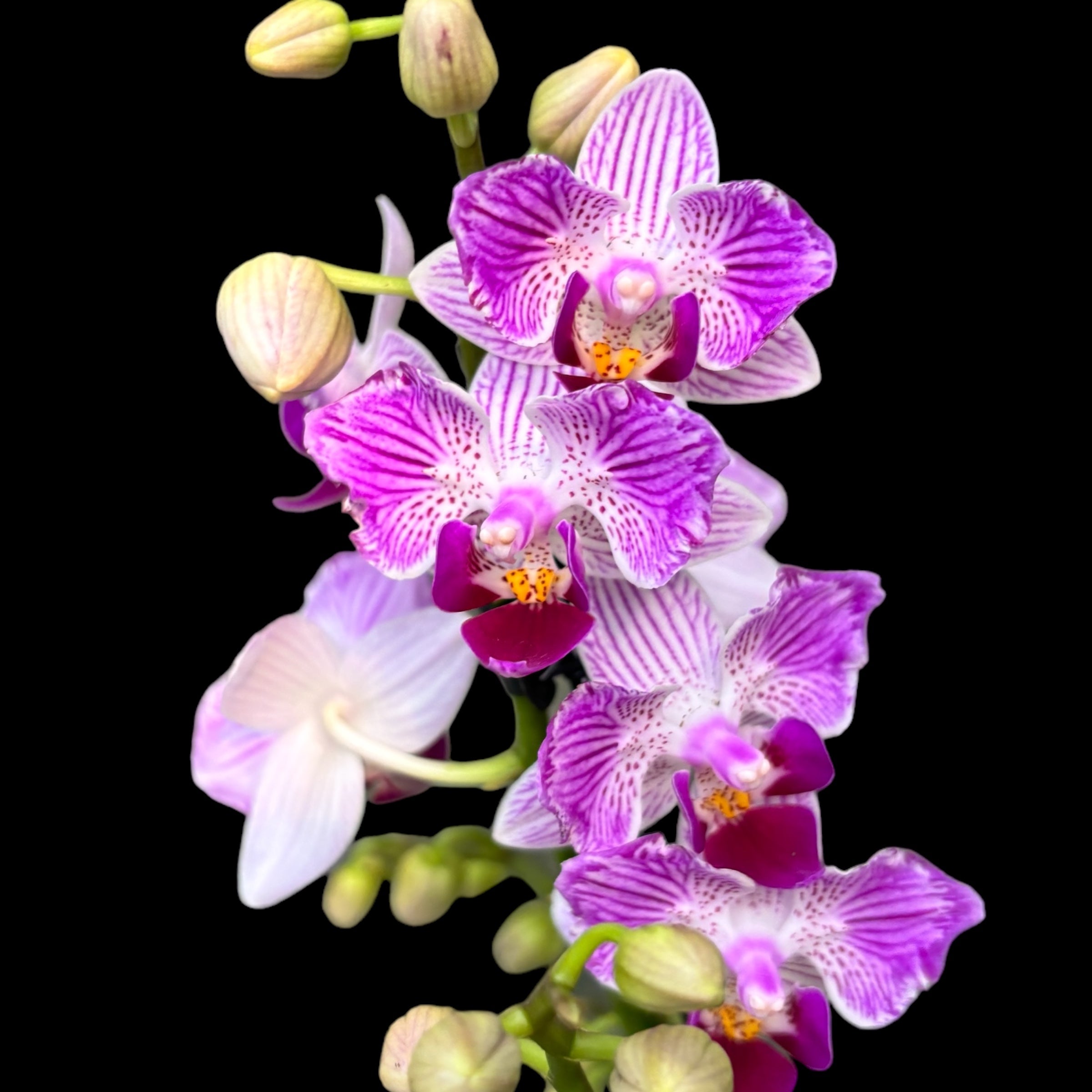 Phalaenopsis Younghome Lucky Star (0018 - peloric) (NL)