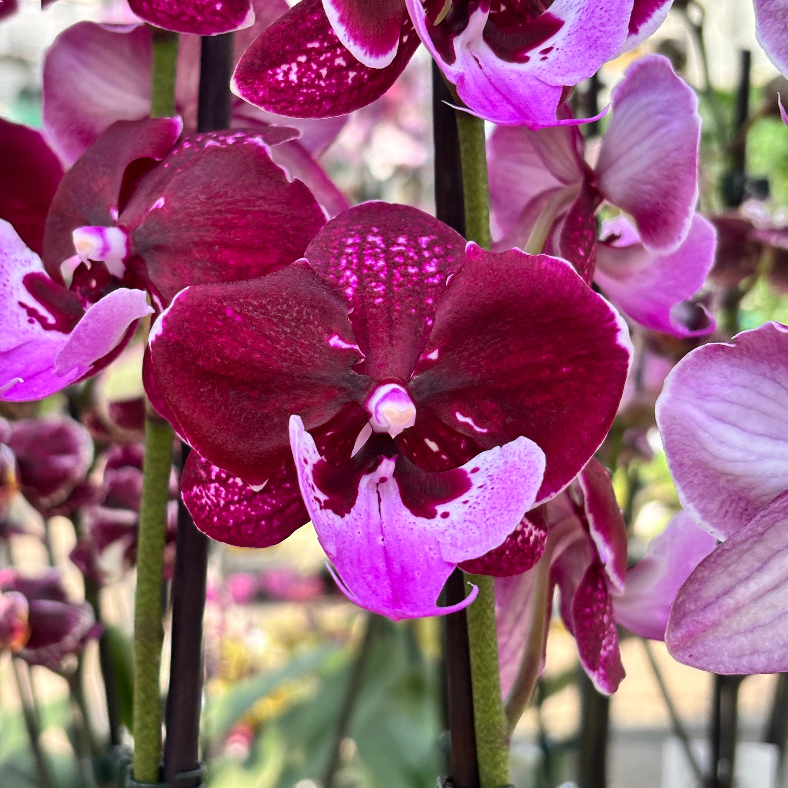 Phalaenopsis Chia-Shing Hot Kiss '256' (NL) – Secret Garden Plant Shop