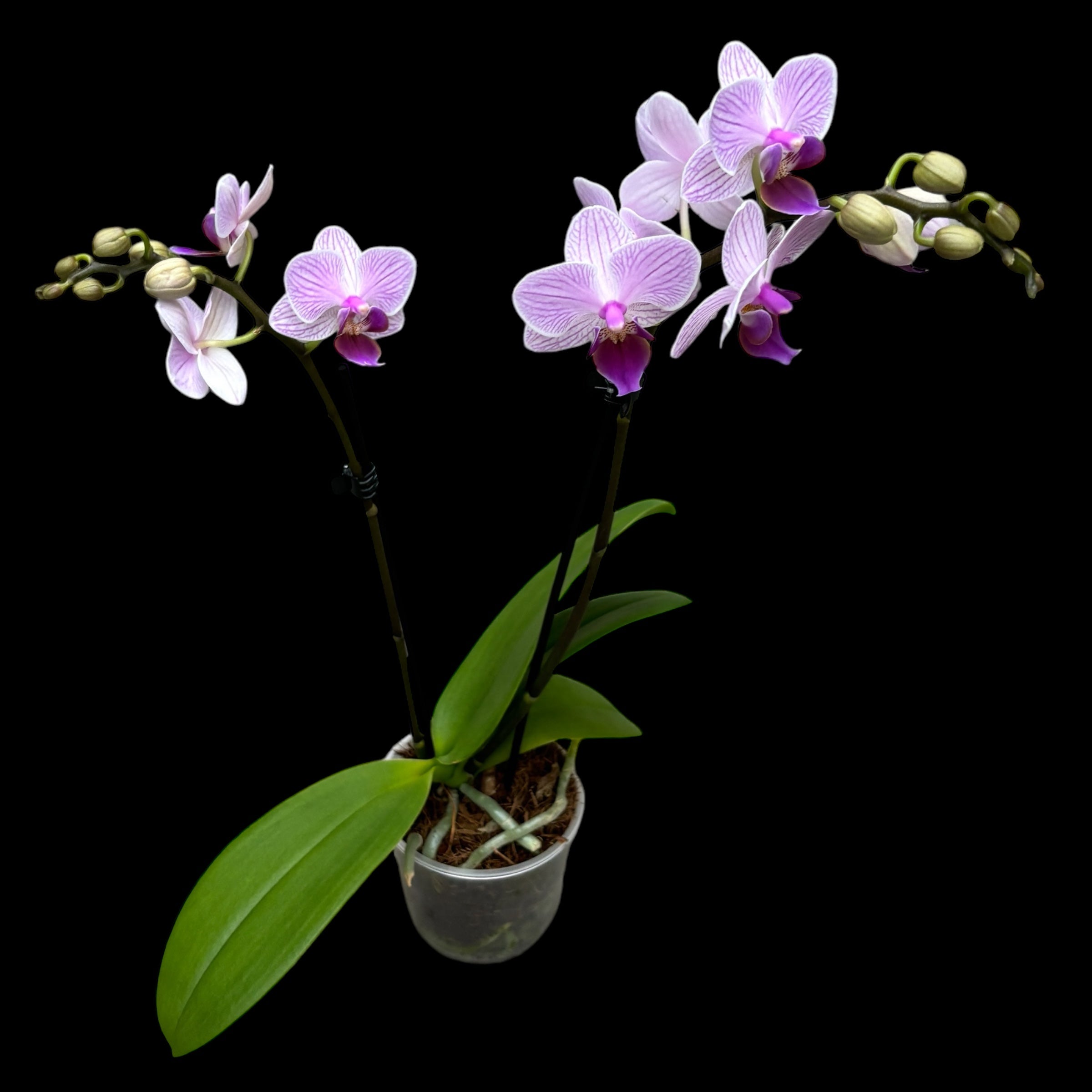 Phalaenopsis Azur