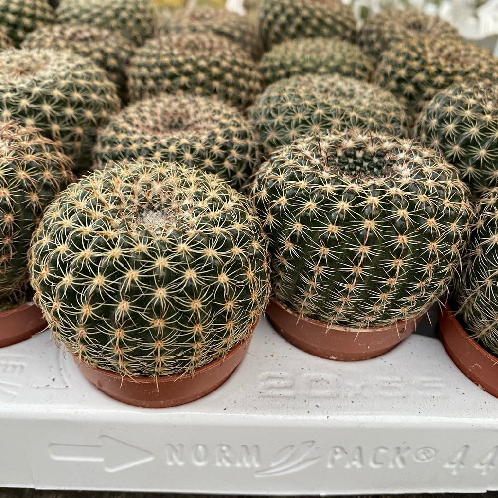 Notocactus elegans (Parodia elegans)