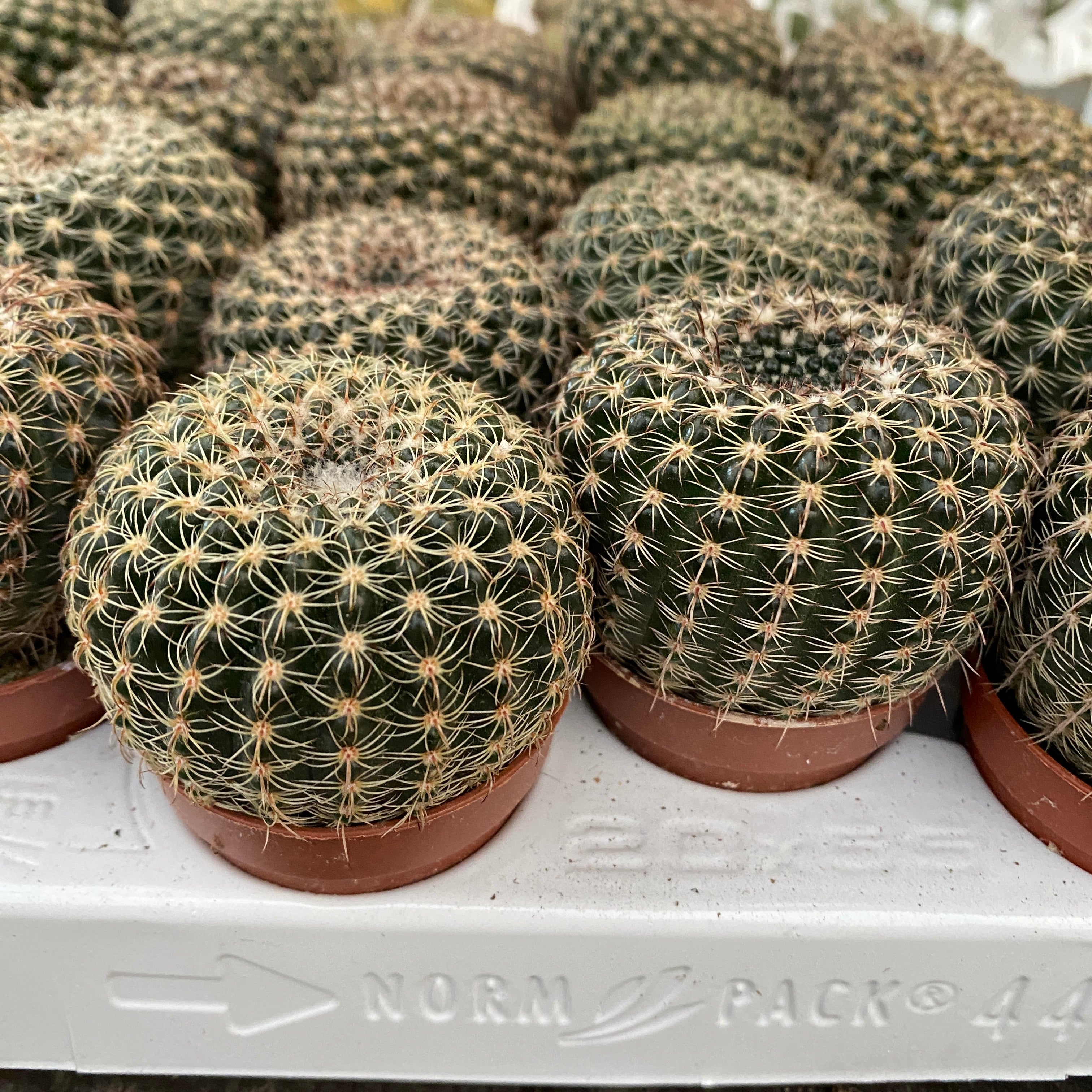 Notocactus elegans (Parodia elegans)