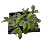 Хоя (carnosa x pubicalyx)