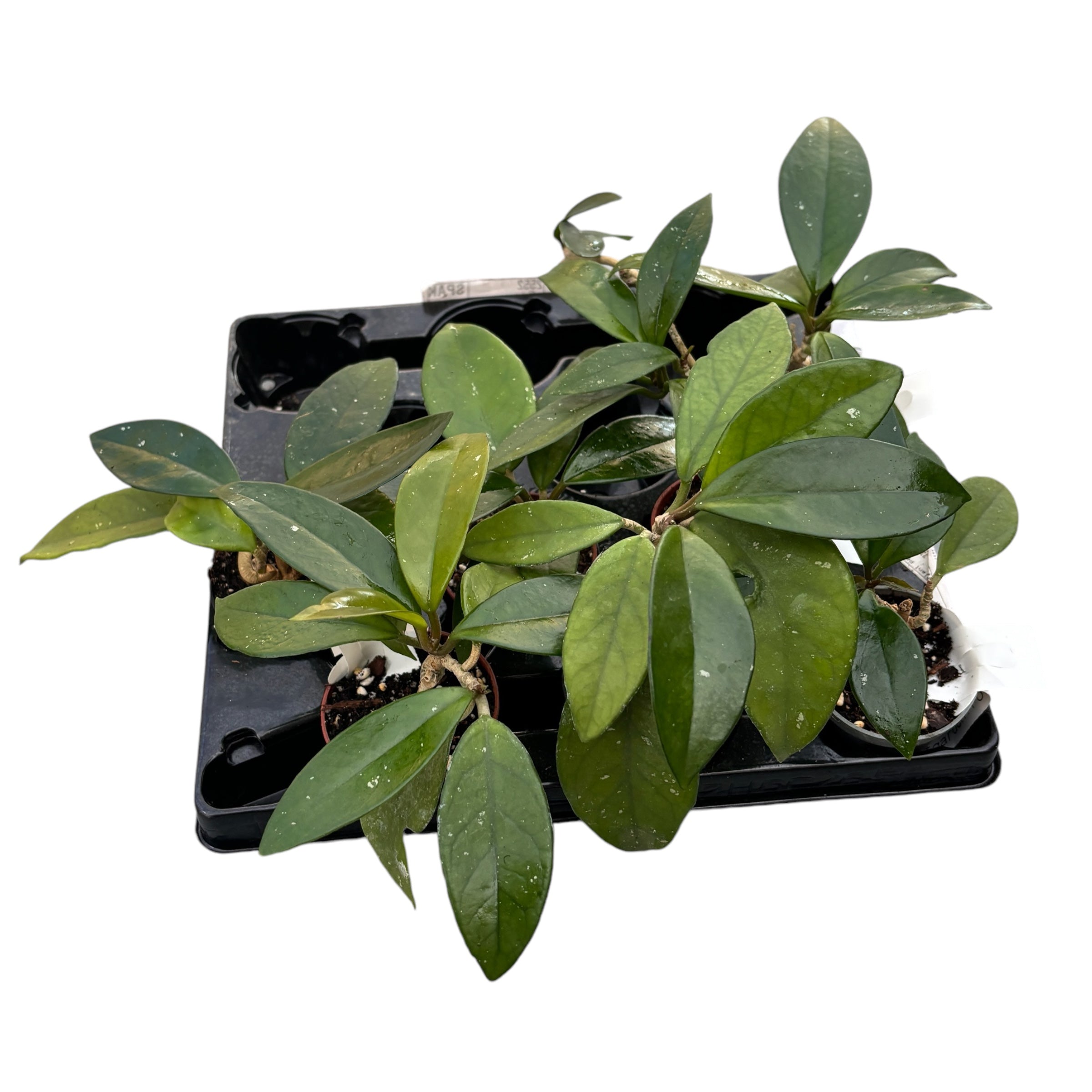 Hoya (carnosa x pubicalyx)