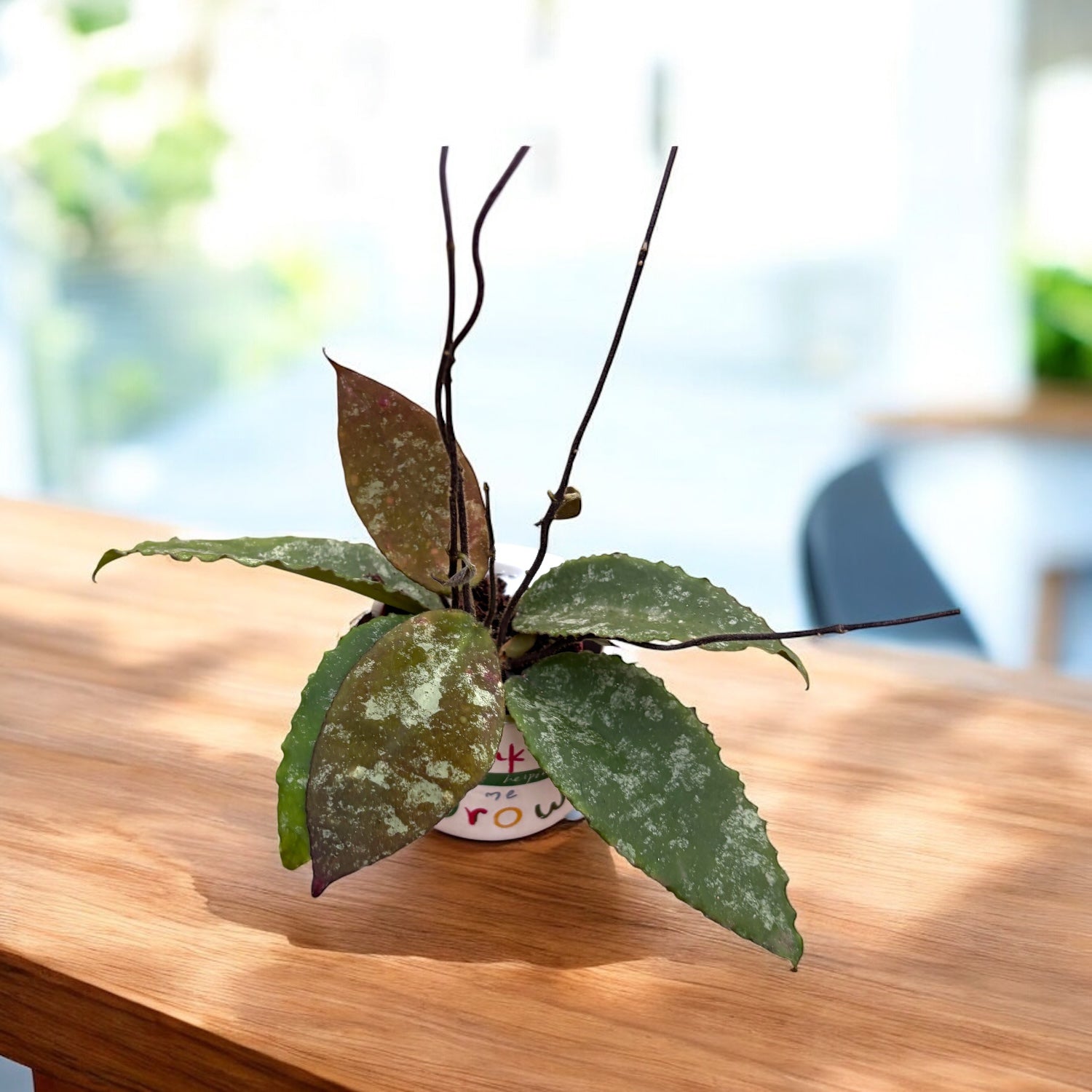 Hoya caudata (feuilles noires)