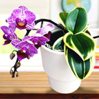 Phalaenopsis Sogo Vivien (φύλλα ποικιλόχρωμα)