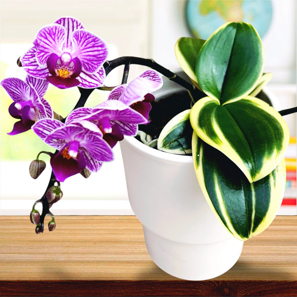 Phalaenopsis Sogo Vivien (bunte Blätter) D12