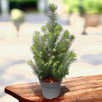 Pinus ‘Silver Crest’ – conifer decorativ cu nuante argintii elegante