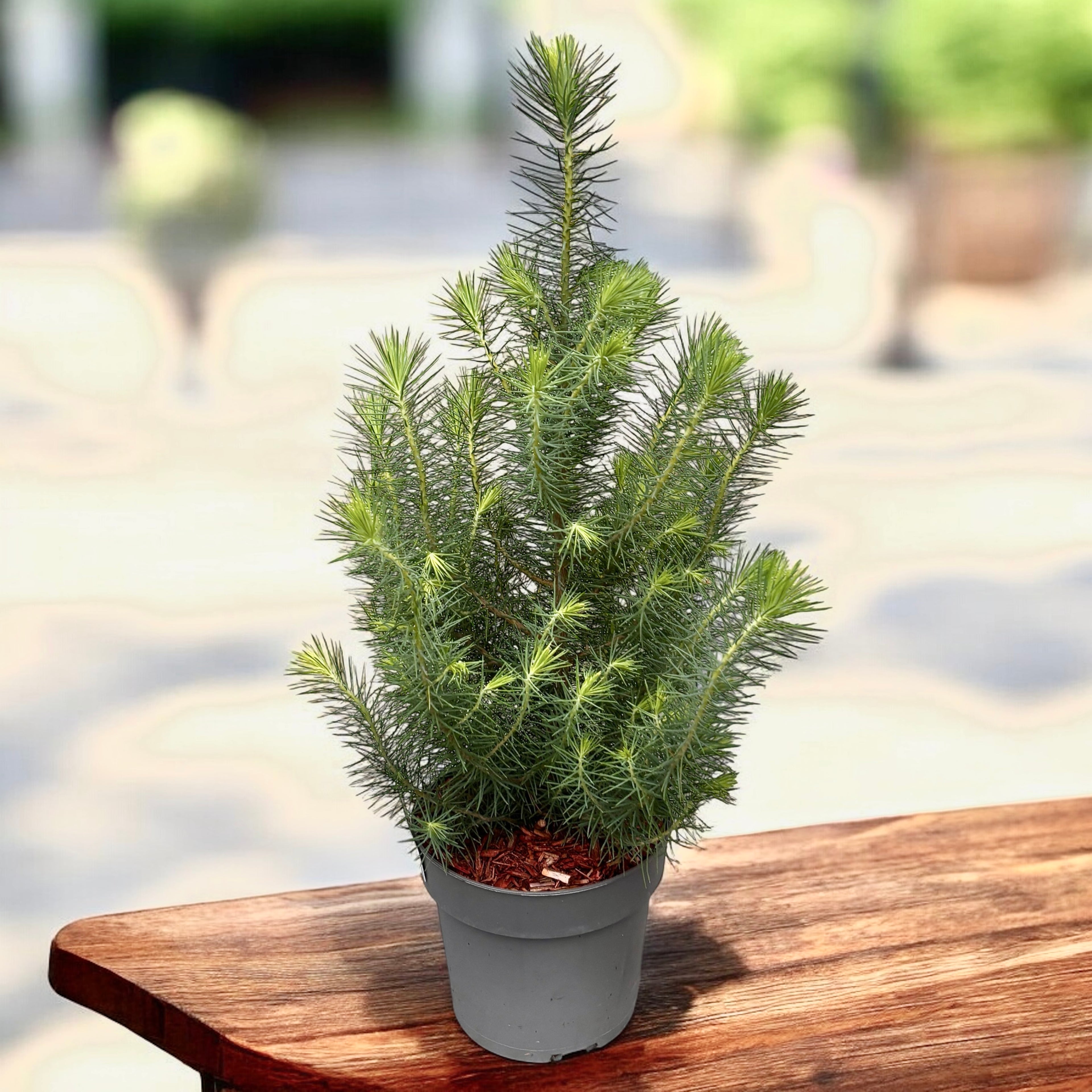 Pinus ‘Silver Crest’ – conifer decorativ cu nuante argintii elegante