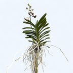 Vanda SUNANDA® Lilac Starlight (Ansu)