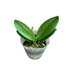 Phalaenopsis Pulcherrima 4N - fragrant