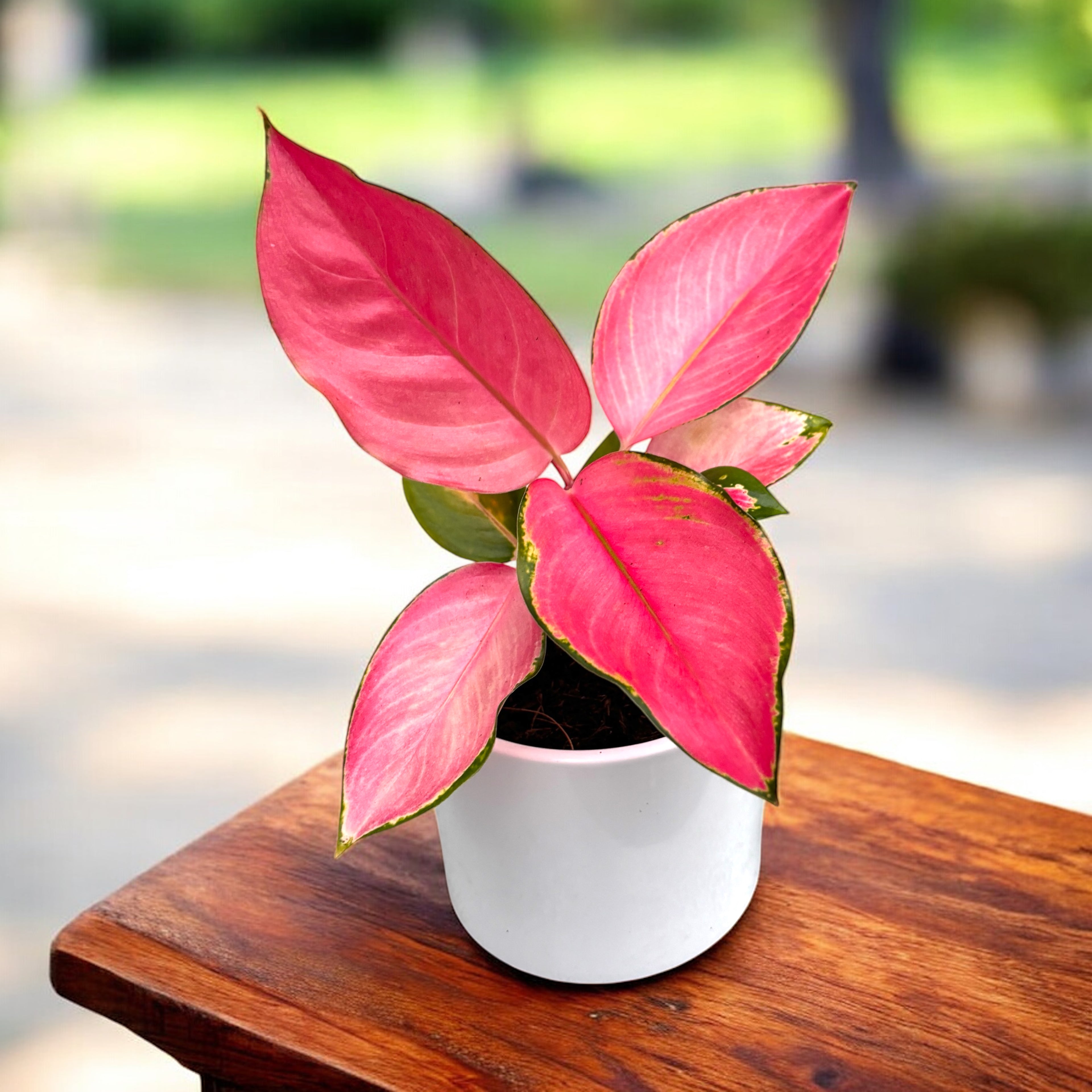 Aglaonema 'Flamingo' -  frunzis vibrant in nuante de roz intens