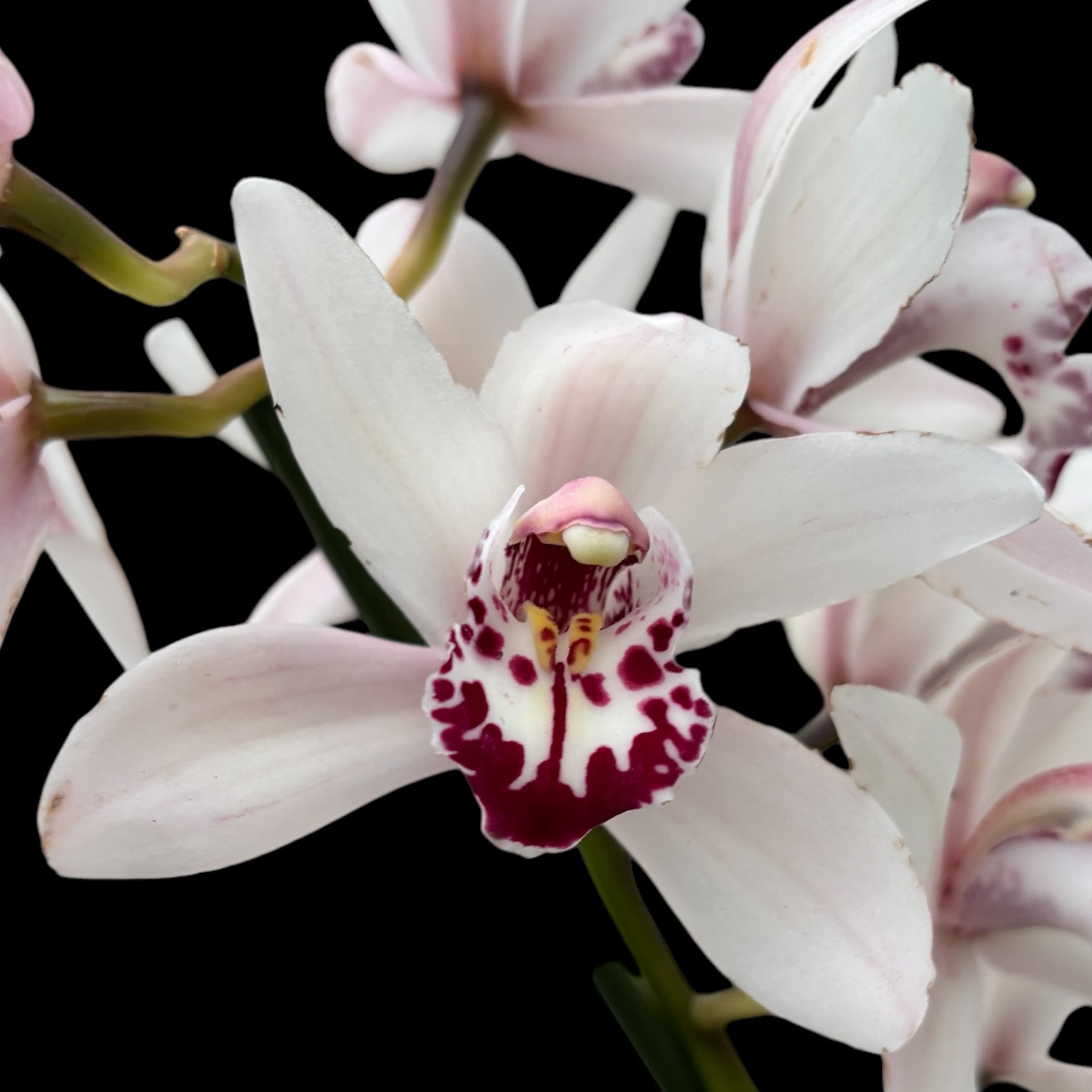 Cymbidium Lady Brazil