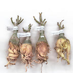 Adenium obesum 'Sivatagi Tündér'