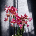 Phalaenopsis Secret Fragrance (Aromio Floral) - flori pelorice si parfumate
