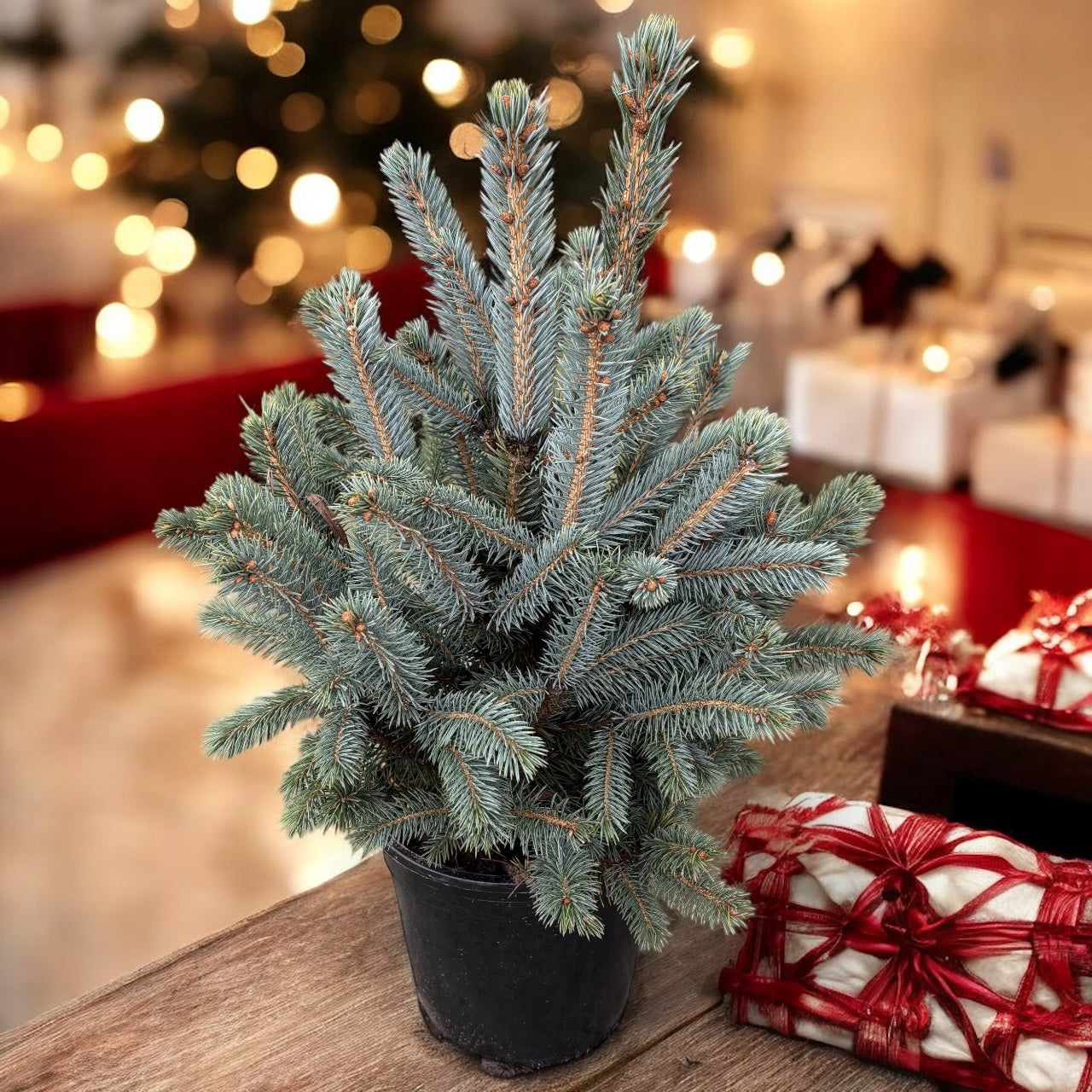 Brad argintiu in ghiveci - Picea pungens 'Super Blue' H60-70 cm