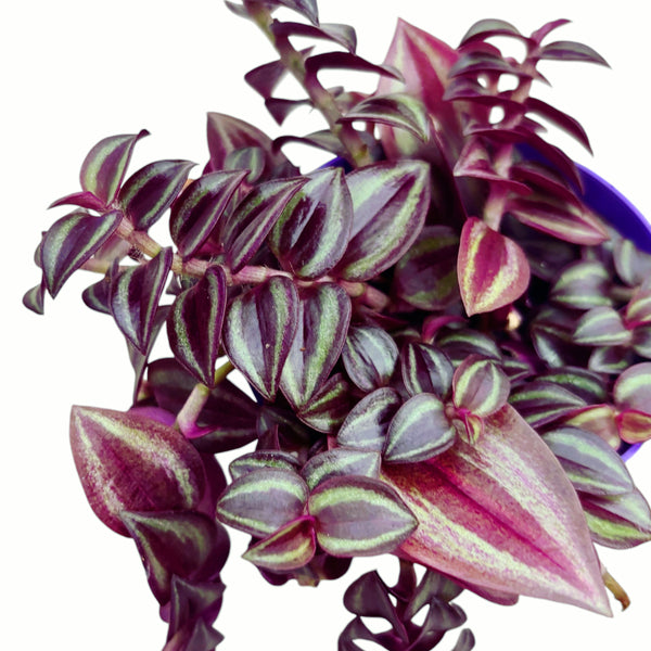 Tradescantia zebrina 'Purple Passion'