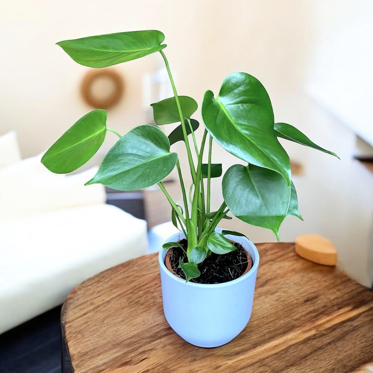 Monstera deliciosa (Swiss cheese plant) 3 plante/ghiveci